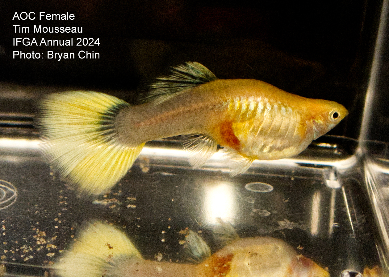 Female guppy aoc